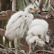 photo of Egret chicks in nest taken at the Alligator farm, St Augustine, Florida