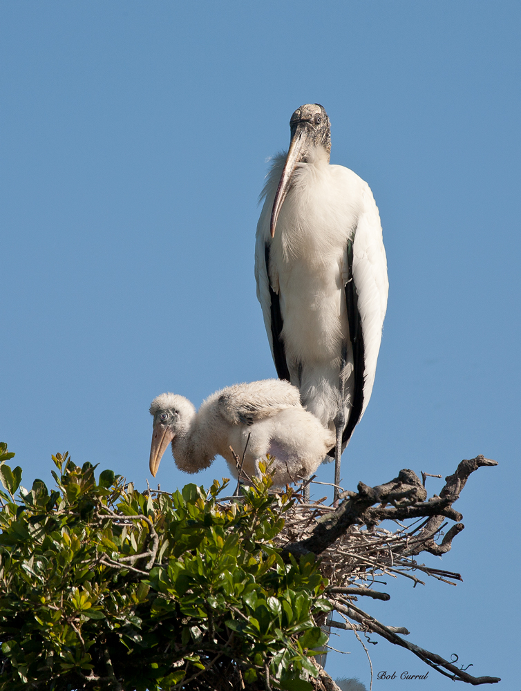 photo of Wood Stork and Chick taken at the Alligator Farm, St Augustine, Florida
