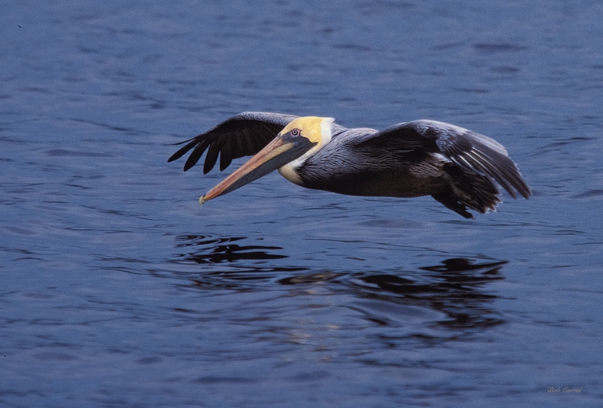 photo of Pelican photographer flying over St Johns River near Palatka, Florida