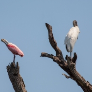 photo of Roseate Spoonbill and Wood Stork in adjoining dead branches taken at the Alligator Farm, St Augustine, Florida