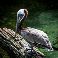 photo of Brown pelican taken in Jacksonville, Florida