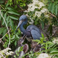 photo of Tricolor Heron and Chicks taken at the Alligator, Farm St Augustine, FL