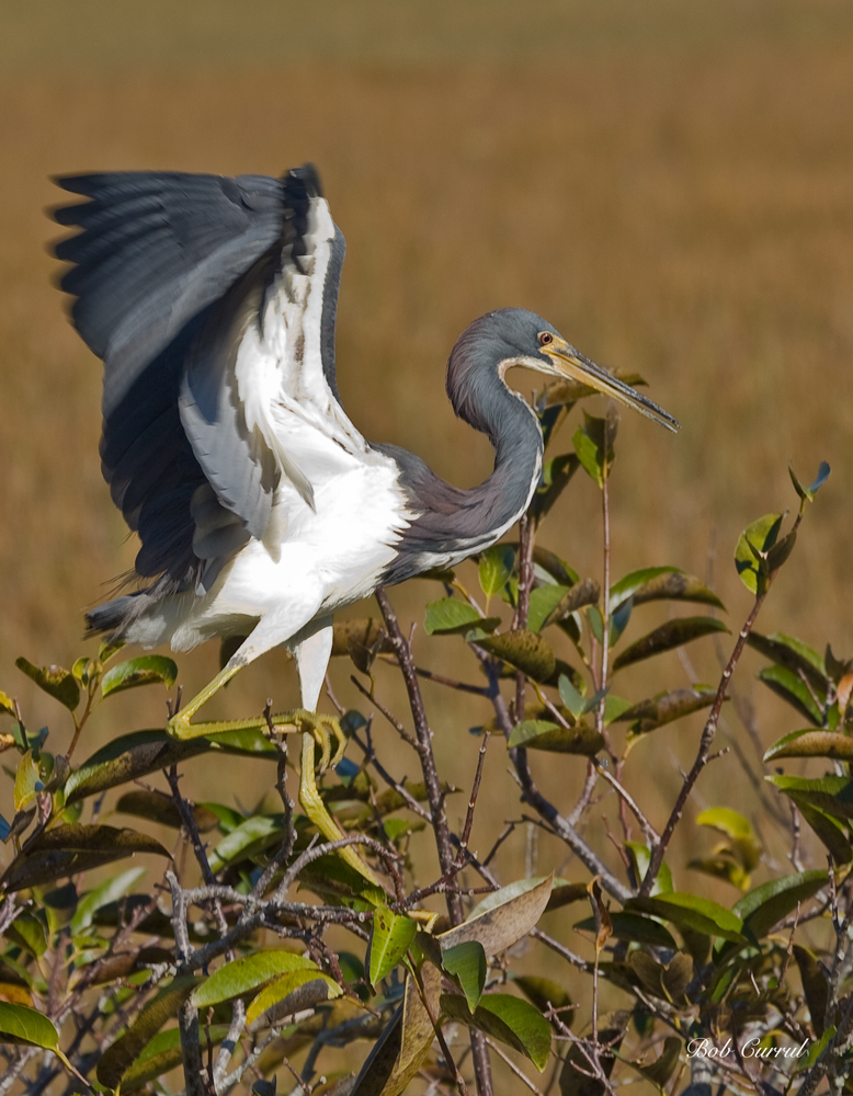 photo of Tricolor Heron taken in Everglades National Park