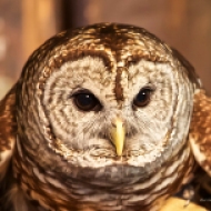 photo of Barred Owl taken in St Augustine, FL