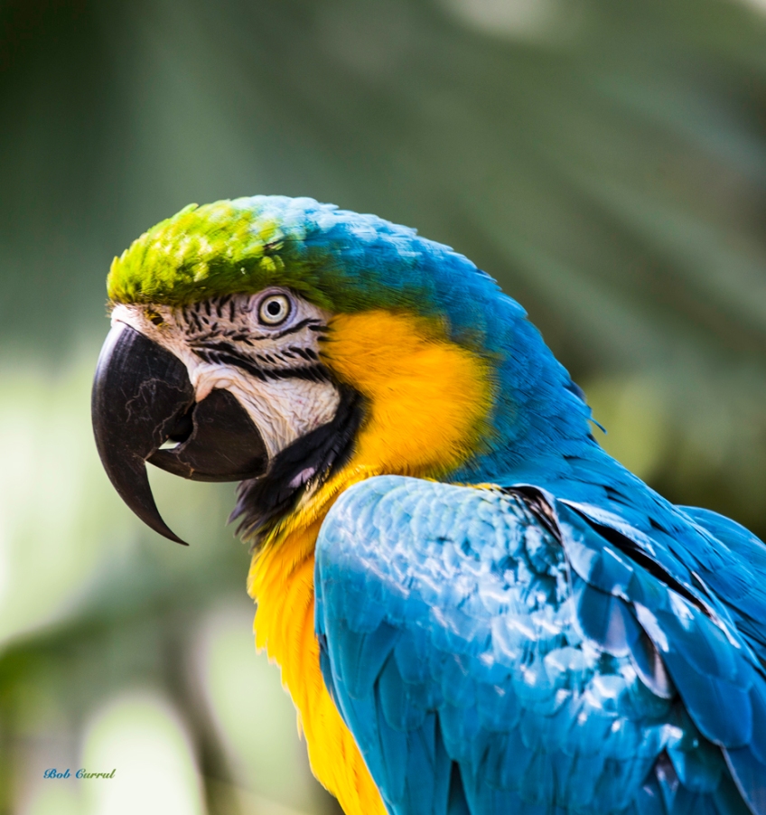 photo of Blue and Yellow Macaw taken at the Alligator Farm, St Augustine, FL