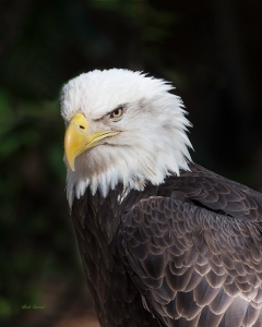 photo of Bald Eagle