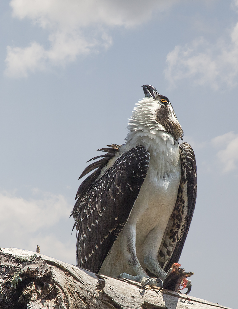 photo of Osprey with Fish on Branch