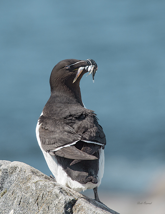 photo of Razorbill with Spearing