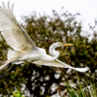 Great Egret with Nesting Material II #351