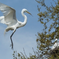 Photo of Great Egret returning to nest with twig
