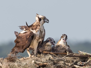 Photo of Osprey and Chicks in Nest