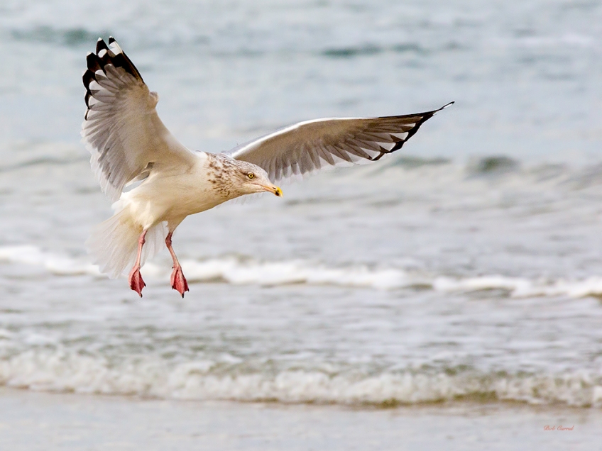 Photo of Sea Gull coming in for landing.