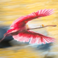 Spoonbill in Hyperspace