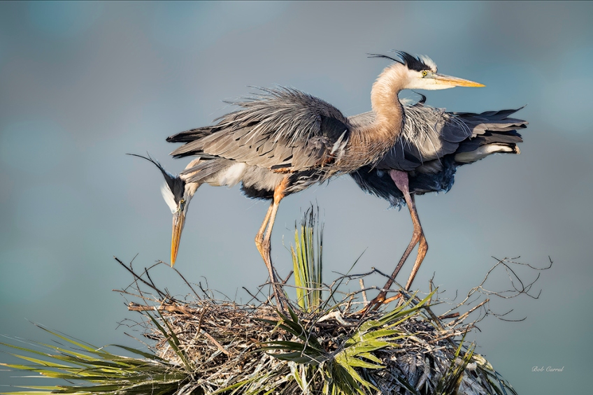 photo of Nesting Great Blue Herons
