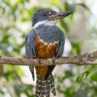 photo of Belted Kingfisher
