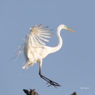 photo of Great Egret Landing