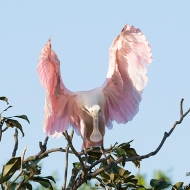 photo of Roseate Spoonbill on display