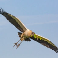 photo of Wood Stork flying with Branch
