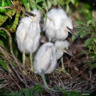 photo of Three Snowy Egret Chicks in Nest