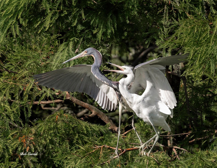 photo of Snowy and Tricolor herons together