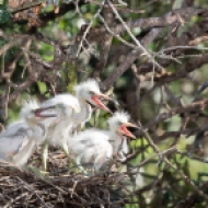 photo of Three Snowy Egret chicks with Parent