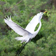 photo of Great Egret Taking off