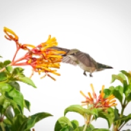 photo of hummingbird and Firebush