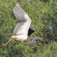 photo of Tricolor Heron In Flight