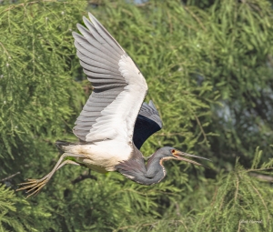 photo of Tricolor Heron In Flight